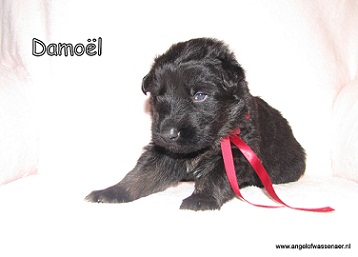 Damoël, zwart-bruine reu, 3 weken jong